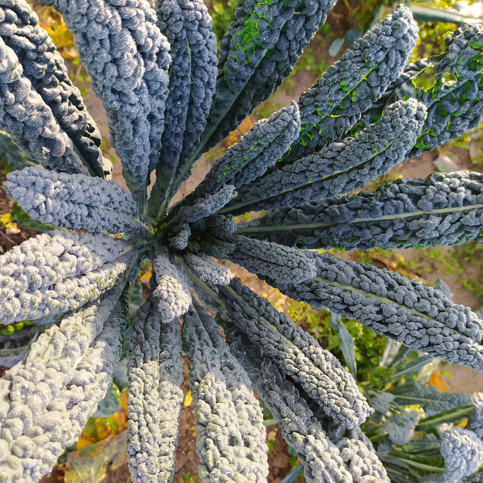 cavolo nero fattoria sociale