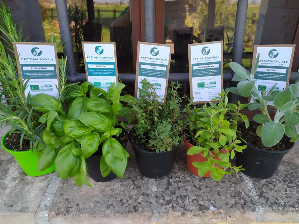 Piantine aromatiche