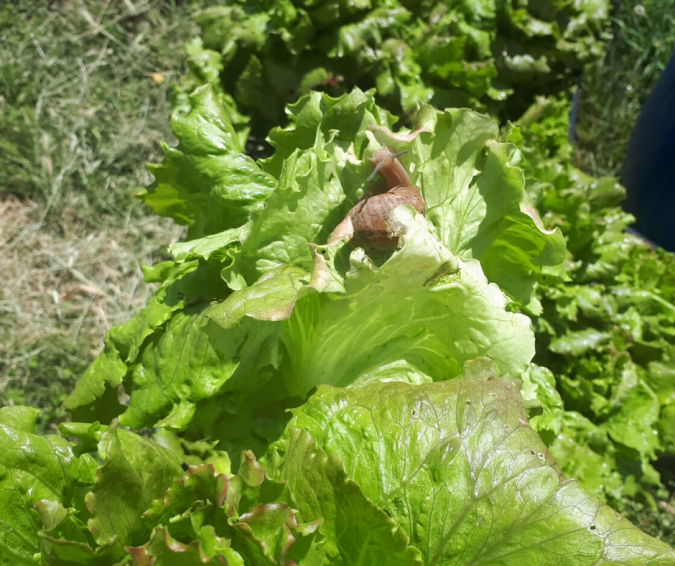 agricoltura sociale - ambiente bio