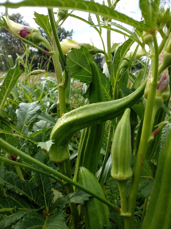 Pianta okra con frutto