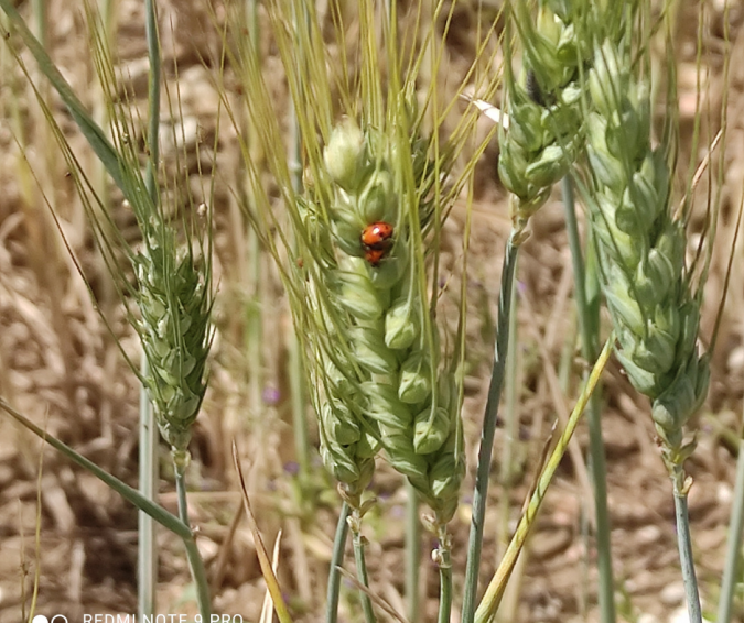 coccinella